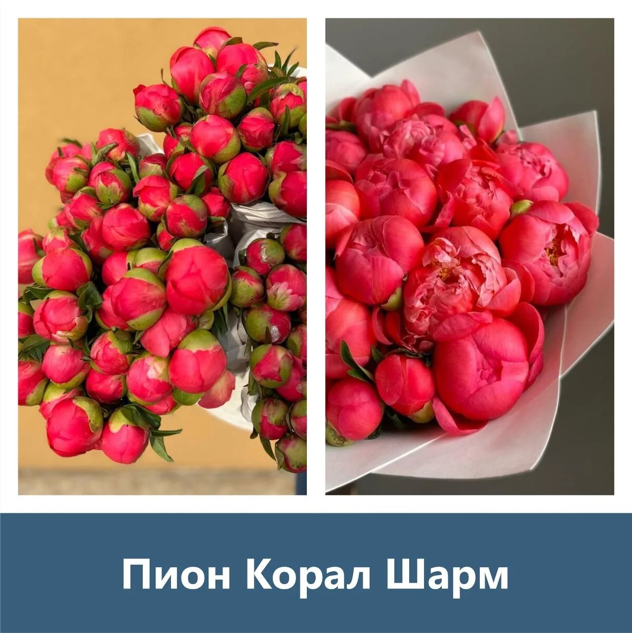 Пион Корал Шарм — коралловый