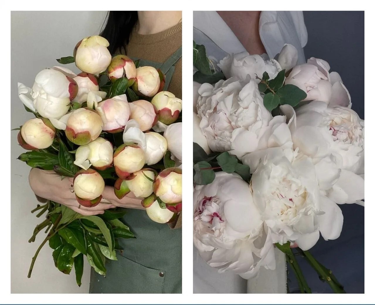 Пион Фестива Максима — белый с розовой серединкой, грунтовый
