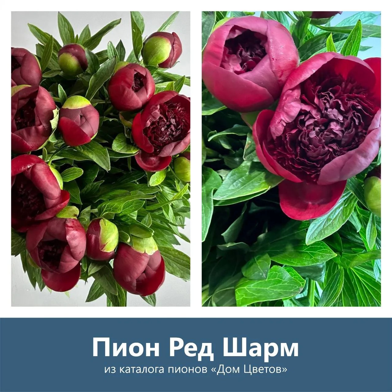 Пион Ред Шарм — тёмно-малиновый, тепличный