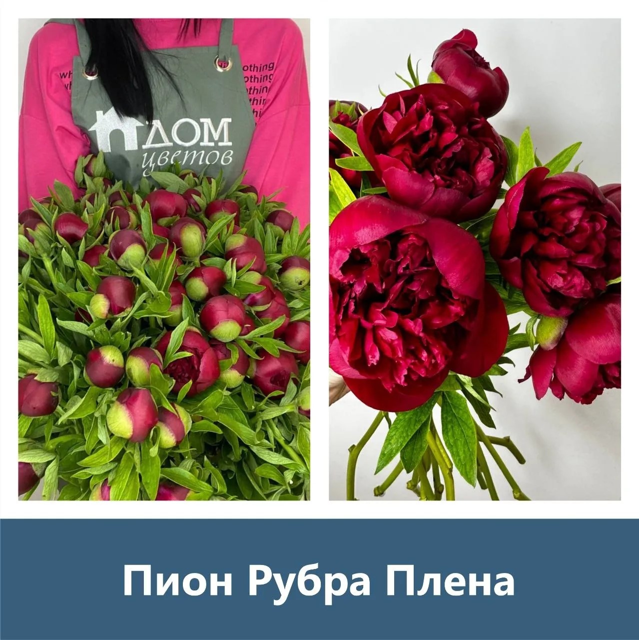 Пион Рубра Плена — малиново-красный, грунтовый, акция от 100₽